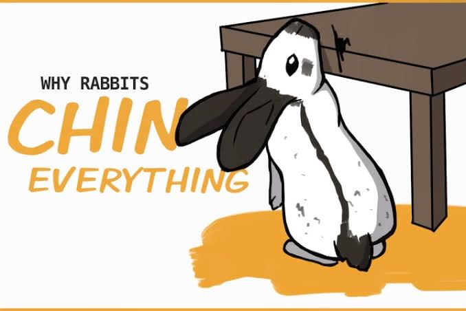 兔兔的「下巴抹抹(Chinning)」:用下巴的氣味腺體標示「這是我的寶貝領地!」. 資料來源:The Bunny Lady