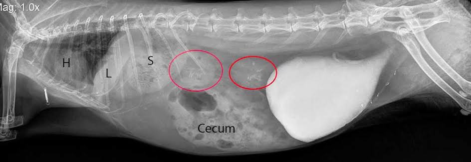 獸醫臨床 X 光:兔兔膀胱內部積聚大量不透光的白亮碳酸鈣尿泥. 資料來源:Long Beach Animal Hospital