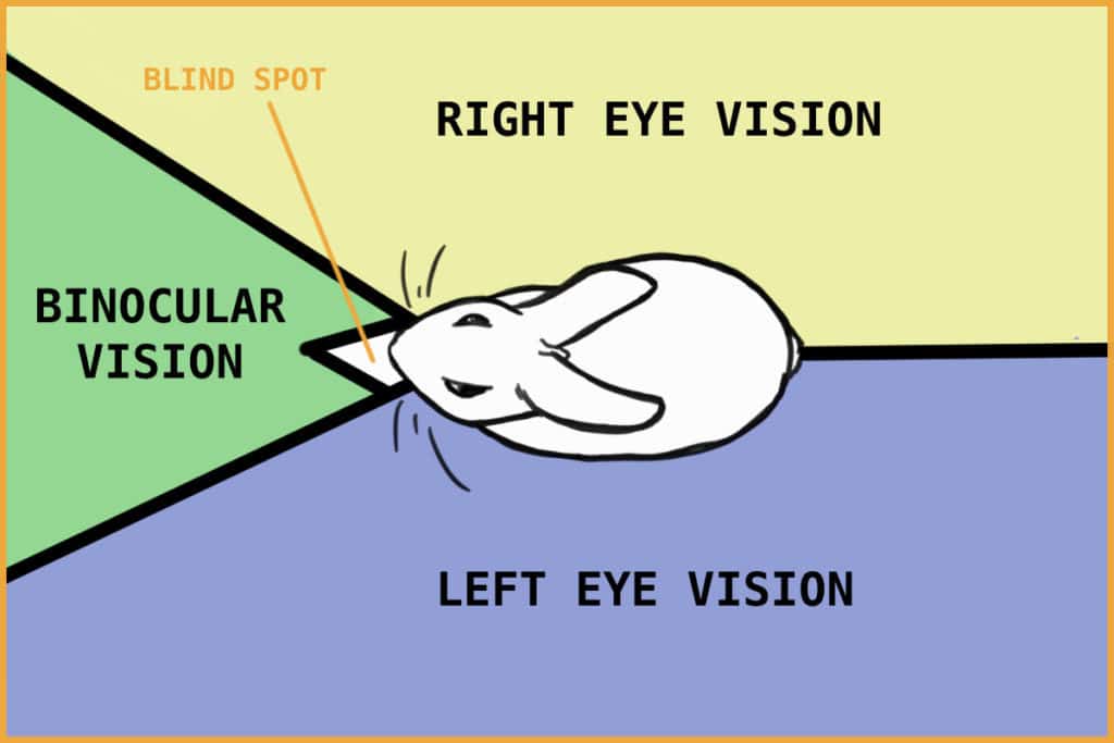 Bunny Lady (7 Facts About Rabbit Eyes - Field of Vision Diagram)