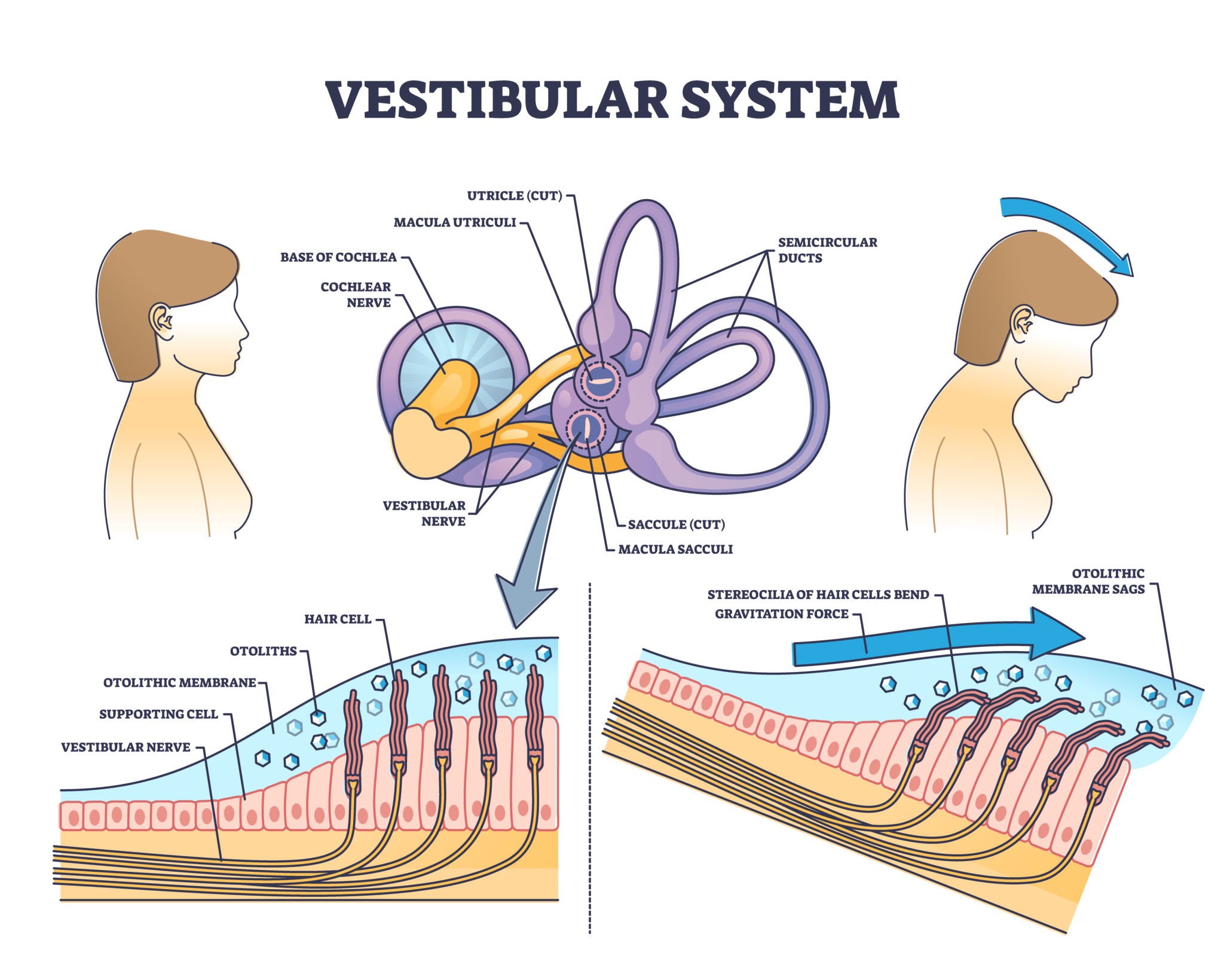 哺乳動物内耳前庭系統（Vestibular System）的平衡感應機制. 資料來源：VectorMine / Getty Images