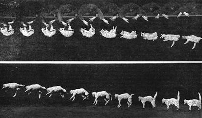 歷史上首度證實翻正反射的連續攝影（1894 年，Étienne-Jules Marey 拍攝）。 資料來源：Wikipedia