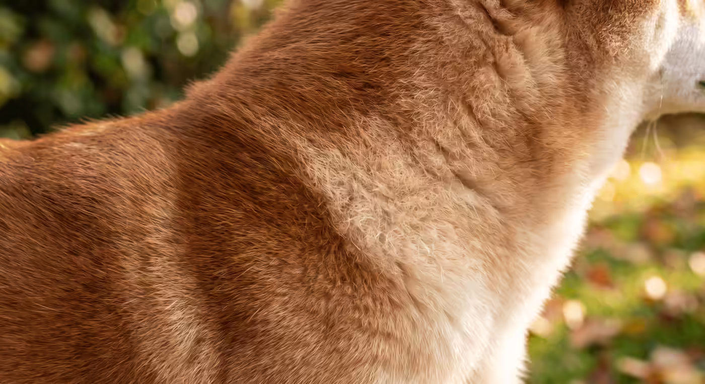 雙層毛犬種的複合毛囊與雙層控溫結構